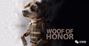 娱乐吃瓜汪星人是谁,网络红星的崛起之路